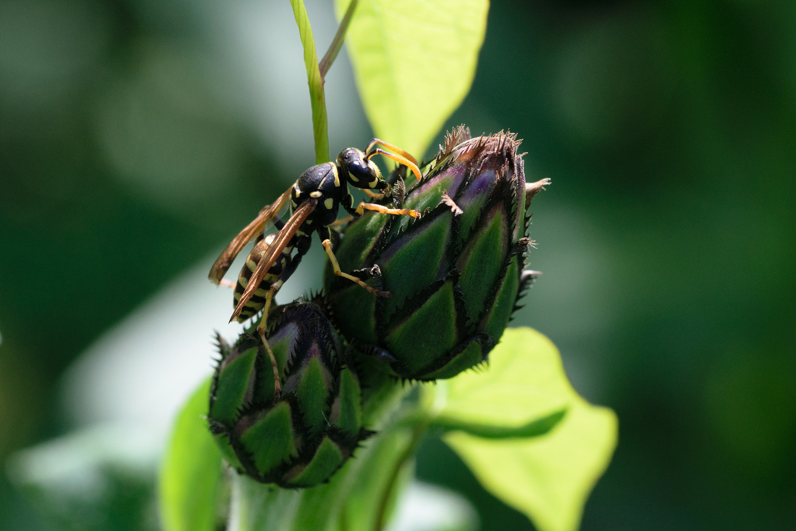 Gemeine Wespe (Vespula vulgaris), common wasp