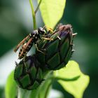 Gemeine Wespe (Vespula vulgaris), common wasp