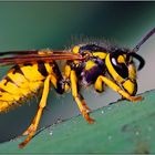 Gemeine Wespe (vespula vulgaris) - Diascan!!