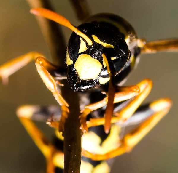 "Gemeine Wespe (Vespula vulgaris) II"