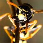 "Gemeine Wespe (Vespula vulgaris) II"