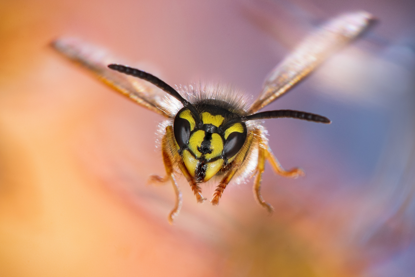 Gemeine Wespe (Vespula vulgaris) im Flug