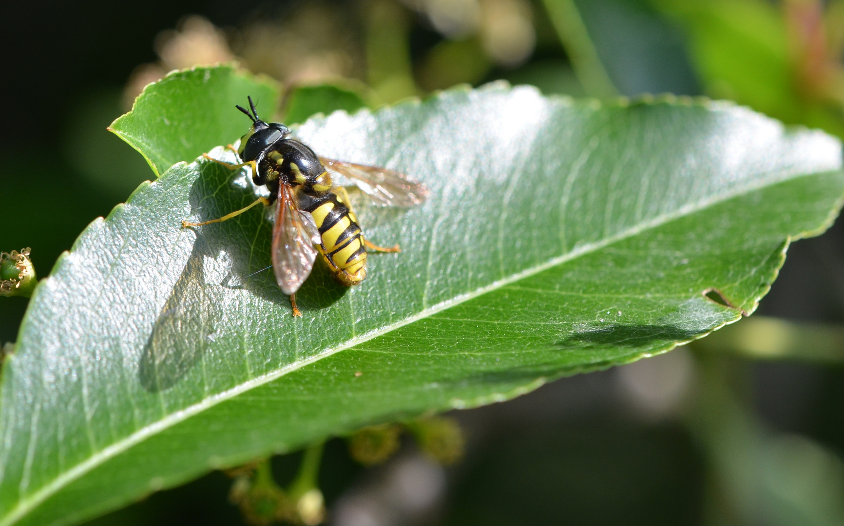 ??? Gemeine Wespenschwebfliege ???