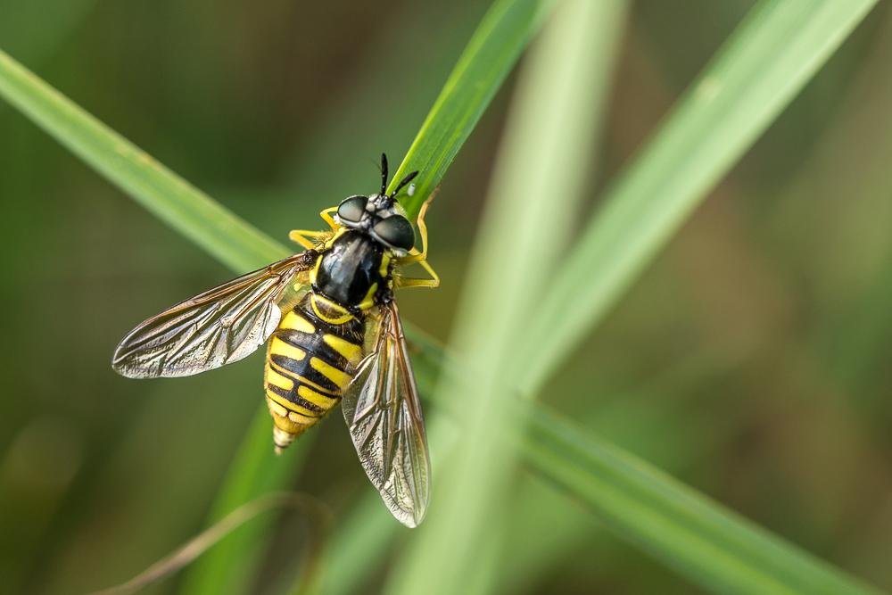 Gemeine Wespenschwebfliege