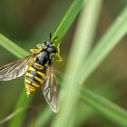 Gemeine Wespenschwebfliege