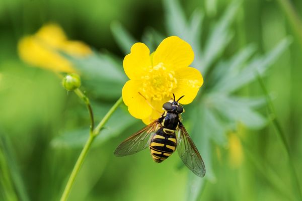 * Gemeine Wespenschwebfliege *