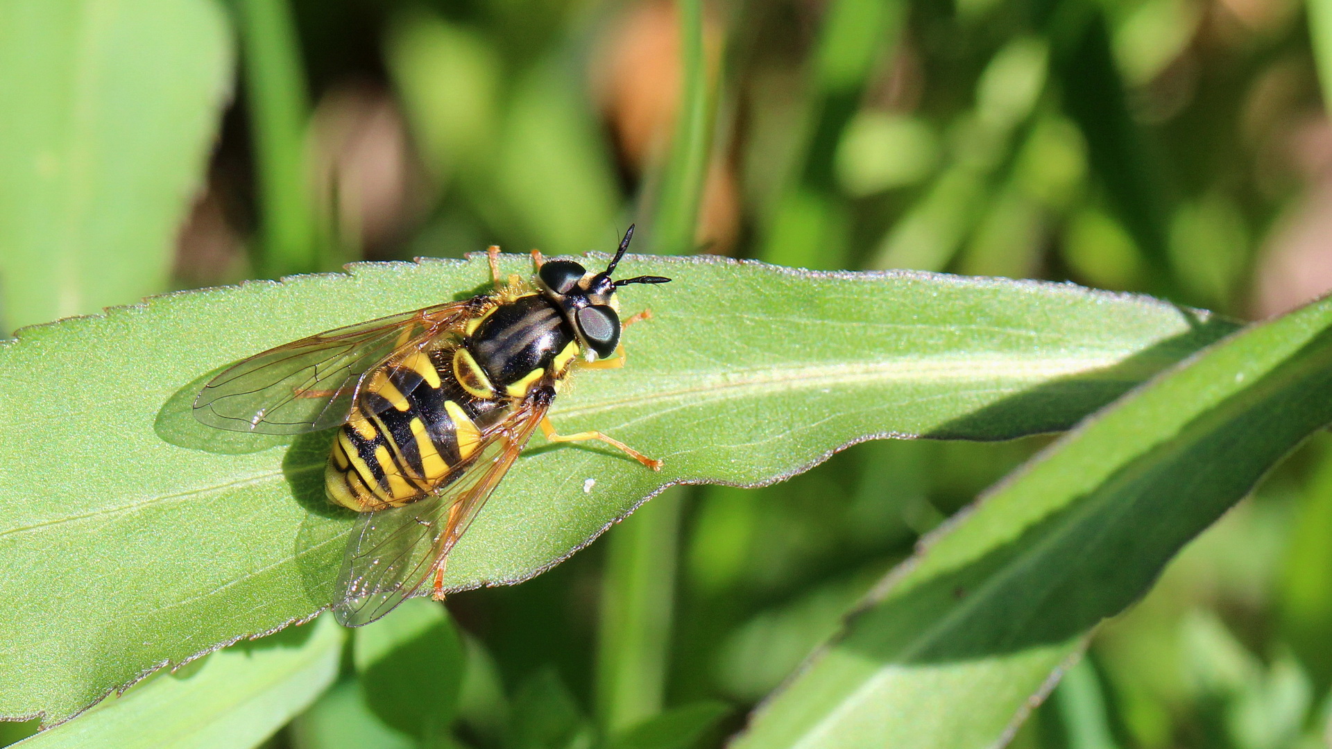 Gemeine Wespenschwebfliege