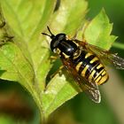 Gemeine Wespenschwebfliege