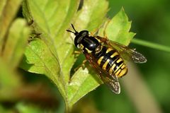 Gemeine Wespenschwebfliege