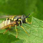 Gemeine Wespenschwebfliege