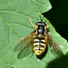 Gemeine Wespenschwebfliege