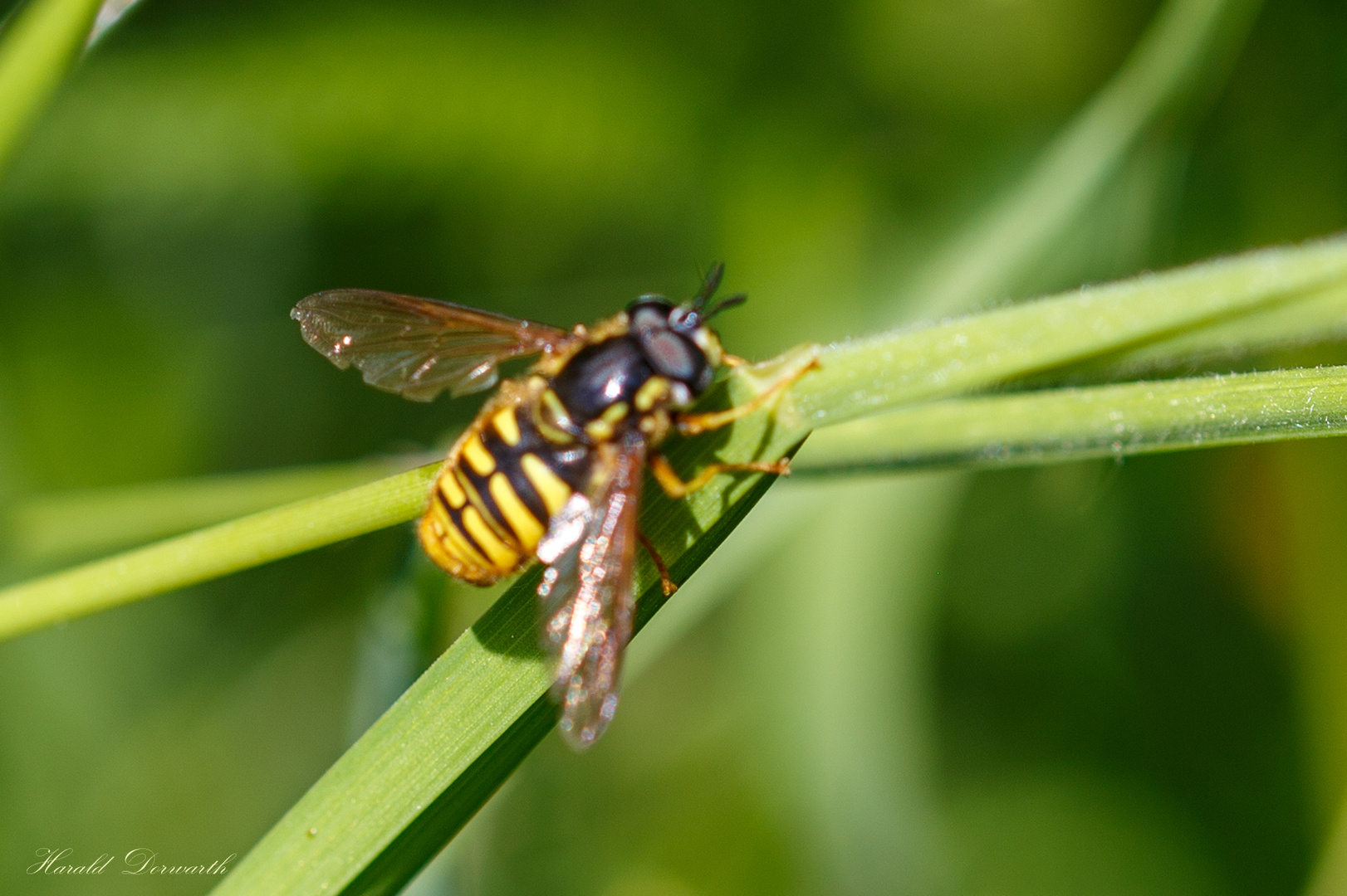 Gemeine Wespenschwebfliege (Chrysotoxum cautum)