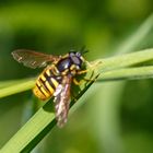 Gemeine Wespenschwebfliege (Chrysotoxum cautum)