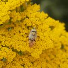 Gemeine "Wiesen-Wanze" (Lygus pratensis) auf gelber Schafgarbe