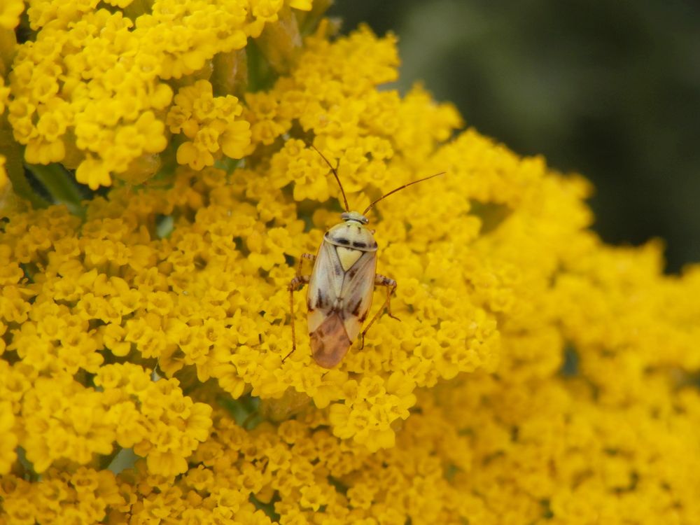 Gemeine "Wiesen-Wanze" (Lygus pratensis) auf gelber Schafgarbe