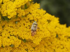 Gemeine "Wiesen-Wanze" (Lygus pratensis) auf gelber Schafgarbe