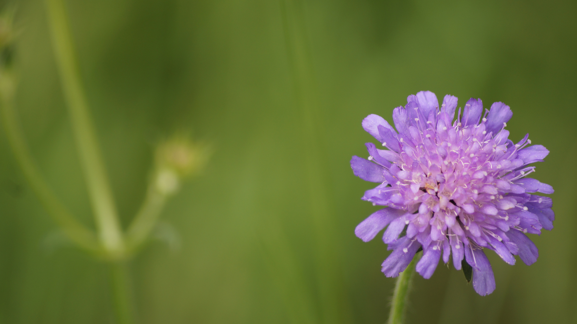 Gemeine Wiesen-Witwenblume