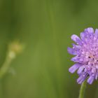 Gemeine Wiesen-Witwenblume