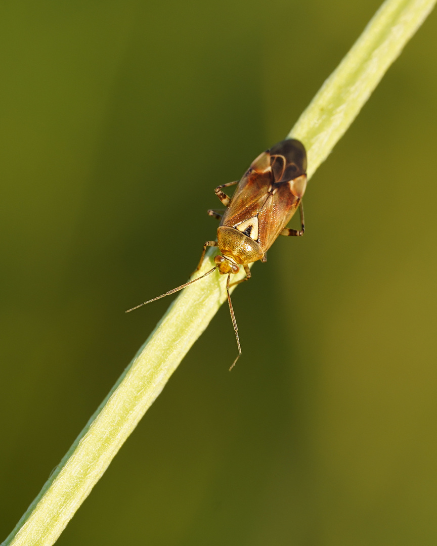 gemeine Wiesenwanze