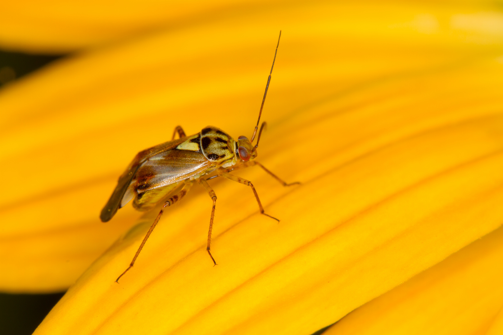 Gemeine Wiesenwanze