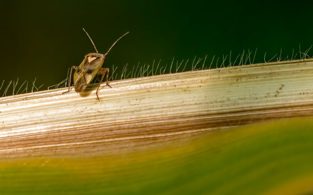 "GEMEINE WIESENWANZE"