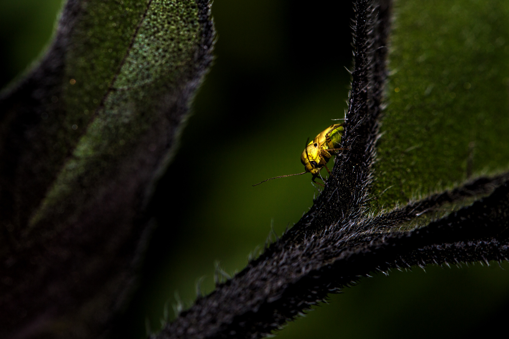 Gemeine Wiesenwanze