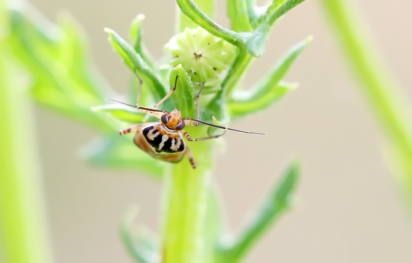 Gemeine Wiesenwanze