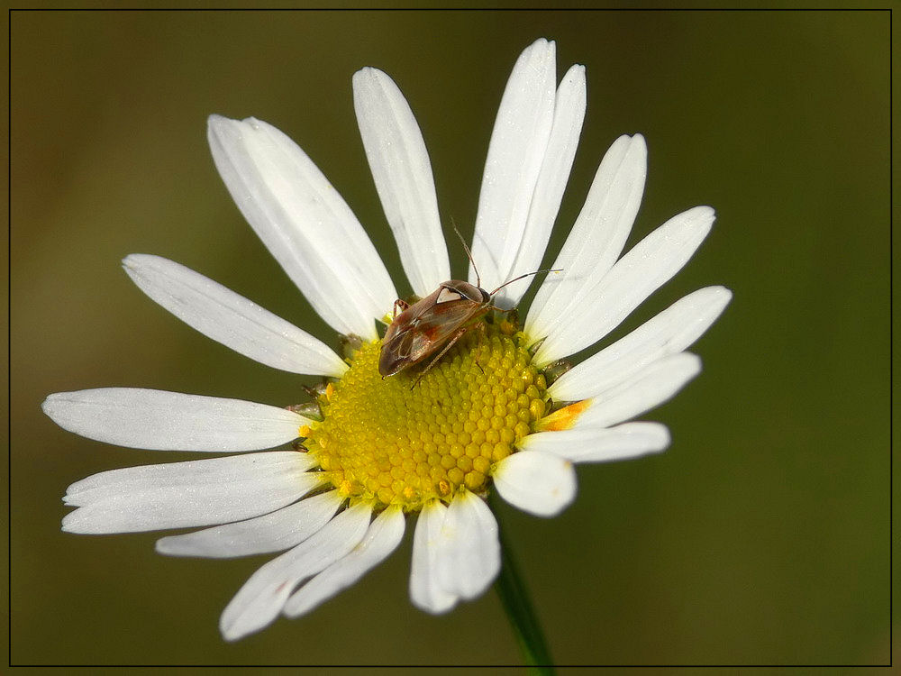 Gemeine Wiesenwanze