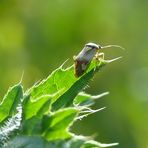 Gemeine Wiesenwanze