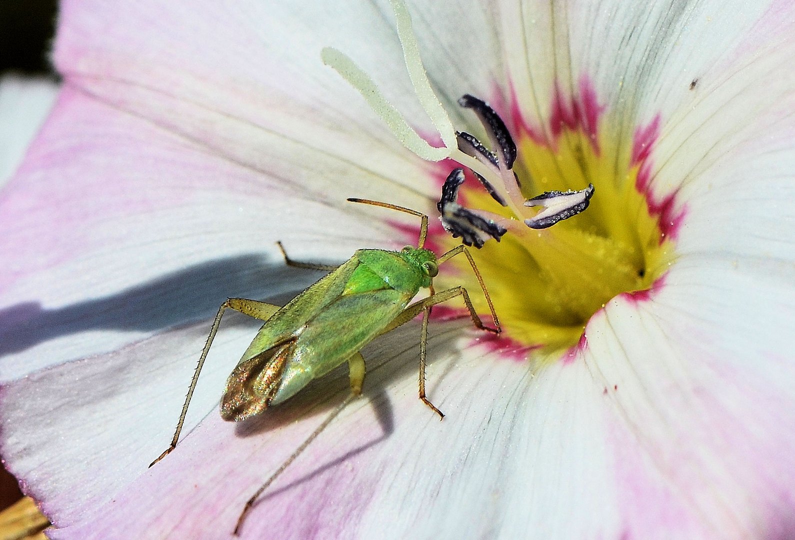 Gemeine Wiesenwanze ....