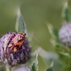 Gemeine Wiesenwanze