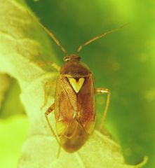 Gemeine Wiesenwanze (Lygus pratensis)