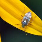 Gemeine Wiesenwanze ( Lygus pratensis)