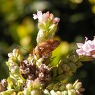 Gemeine Wiesenwanze (Lygus pratensis)