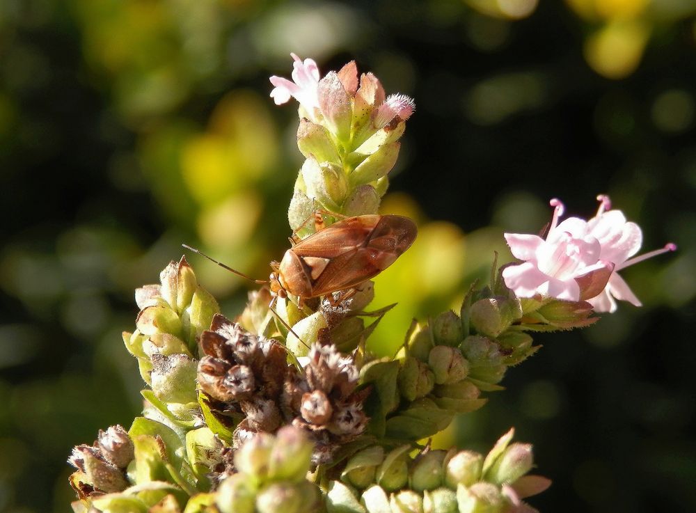 Gemeine Wiesenwanze (Lygus pratensis)