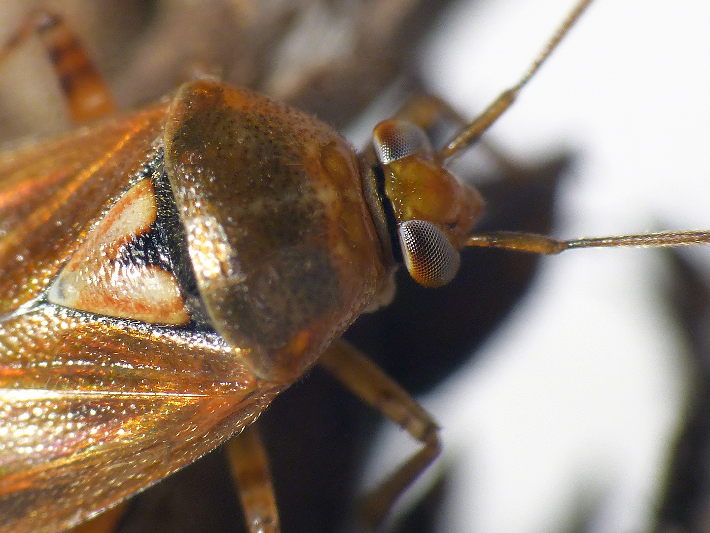 Gemeine Wiesenwanze (Lygus pratensis)