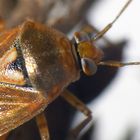 Gemeine Wiesenwanze (Lygus pratensis)