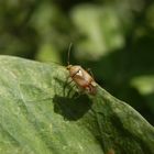 Gemeine Wiesenwanze (Lygus pratensis)