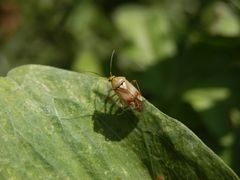 Gemeine Wiesenwanze (Lygus pratensis)