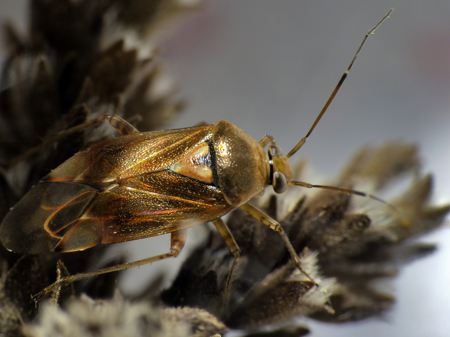 Gemeine Wiesenwanze (Lygus pratensis)