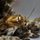 Gemeine Wiesenwanze (Lygus pratensis)