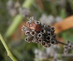 Gemeine Wiesenwanze (Lygus pratensis)