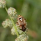 Gemeine Wiesenwanze (Lygus pratensis) auf Beifuß