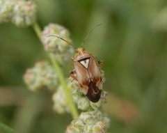 Gemeine Wiesenwanze (Lygus pratensis) auf Beifuß