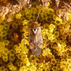 Gemeine Wiesenwanze (Lygus pratensis) auf gelber Schafgarbe