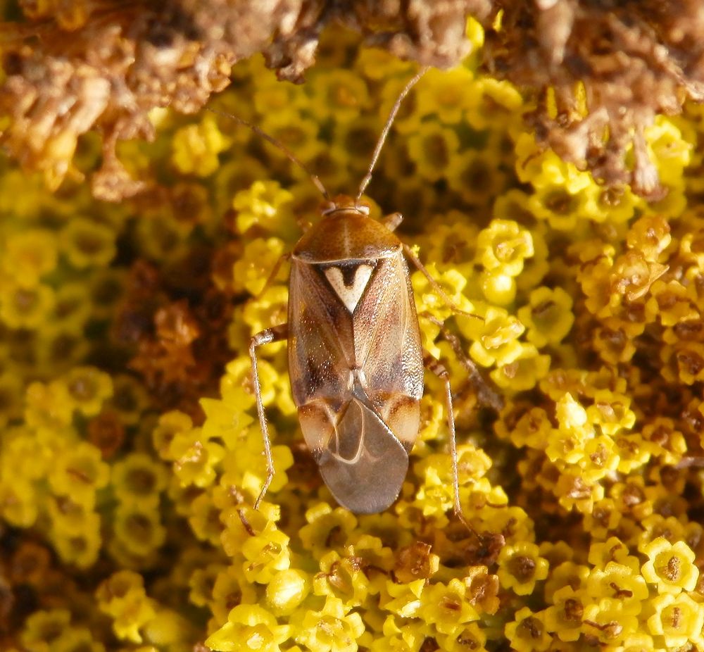 Gemeine Wiesenwanze (Lygus pratensis) auf gelber Schafgarbe