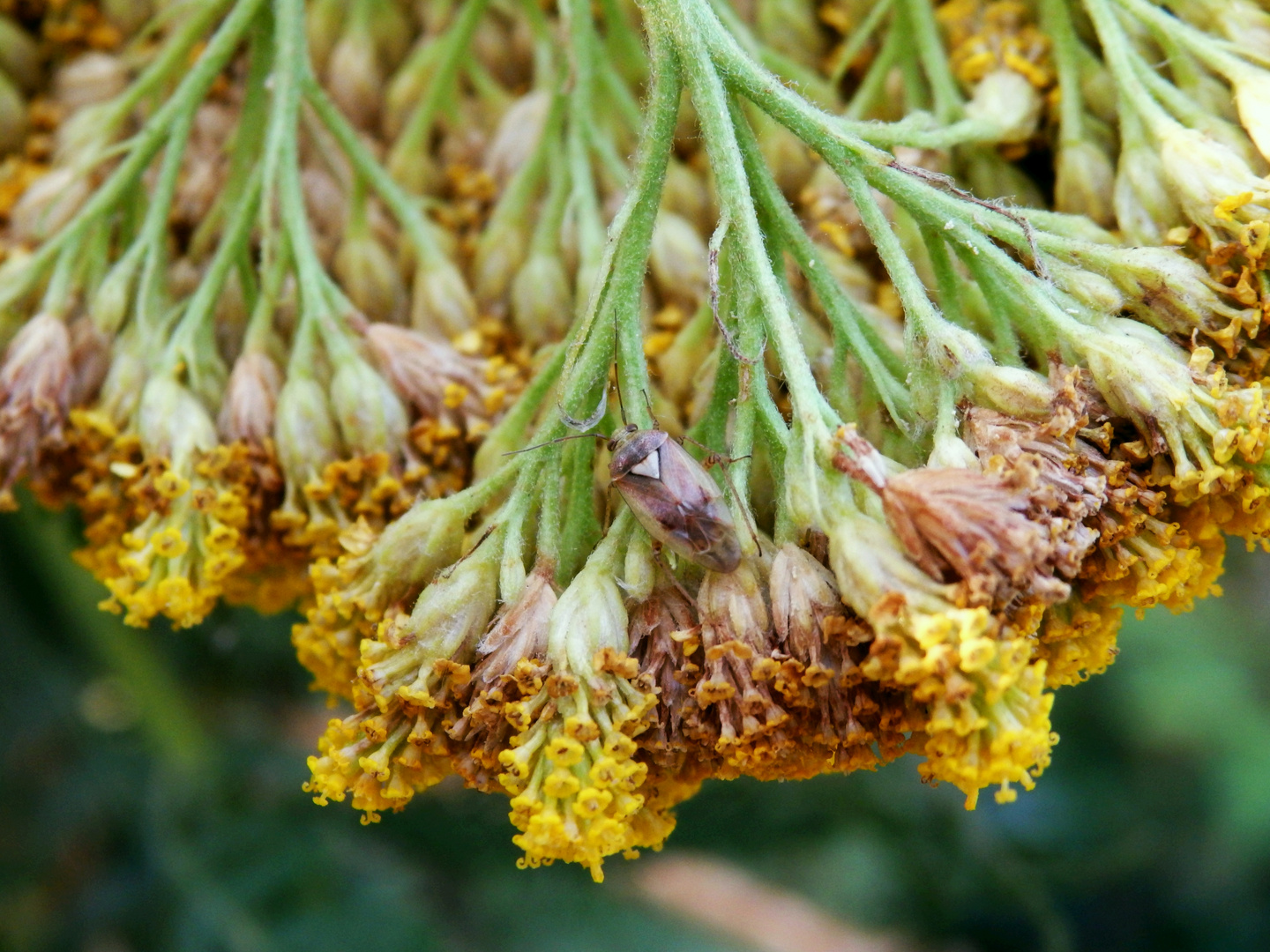 Gemeine Wiesenwanze (Lygus pratensis) auf gelber Schafgarbe