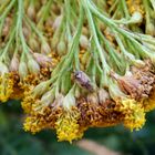 Gemeine Wiesenwanze (Lygus pratensis) auf gelber Schafgarbe