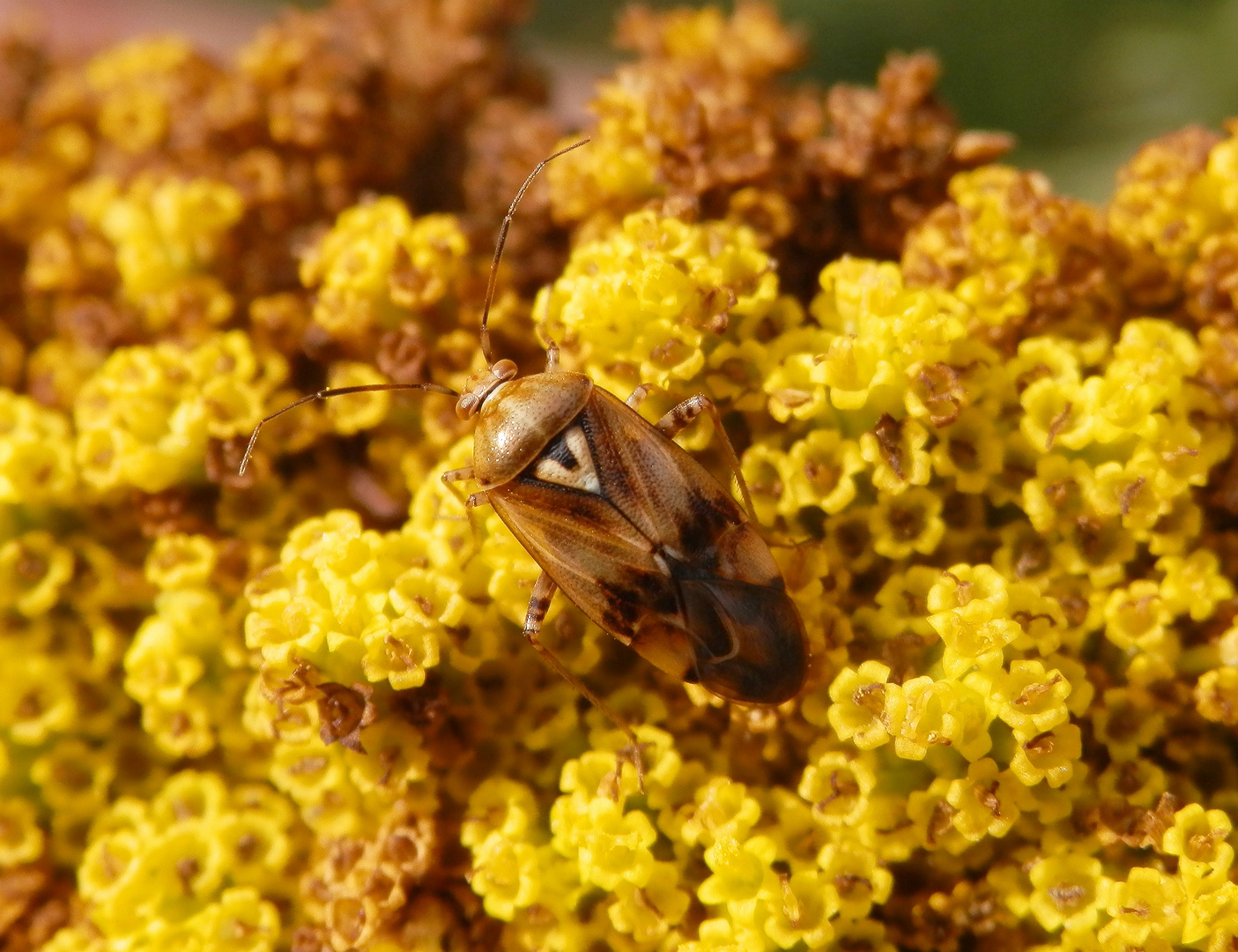 Gemeine Wiesenwanze (Lygus pratensis) auf gelber Schafgarbe