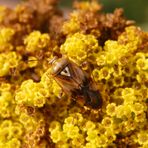 Gemeine Wiesenwanze (Lygus pratensis) auf gelber Schafgarbe